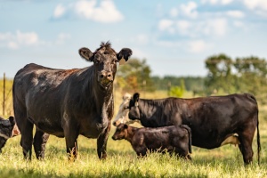 cows on farm with Farm And Ranch Insurance