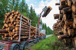 bio mass timber harvesting with forestry insurance