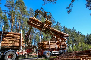 crane in forest loading logs in the truck