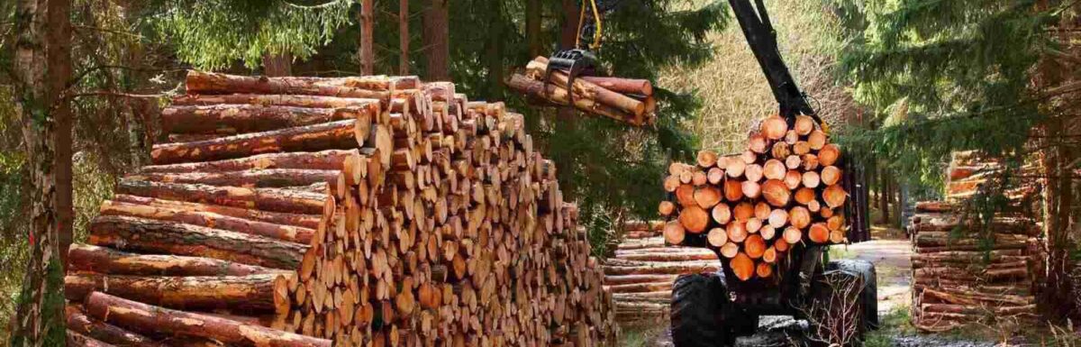 How Does Forestry Insurance Work?