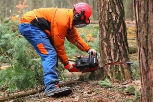 man harvesting the timber