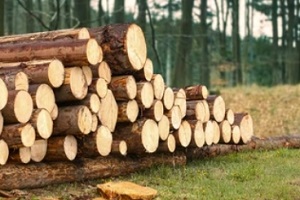 woodlogs placed in open ground