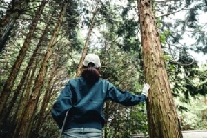 woodworker looking at tree