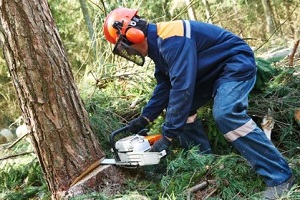 logger cutting tree