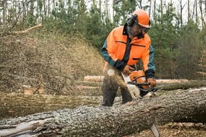 worker cutting log