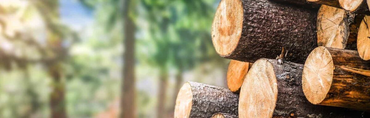 Is Your Insurance Coverage Enough For The Forestry Industry?