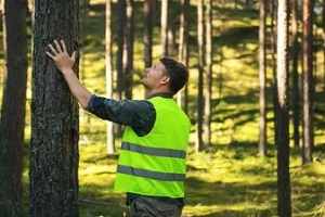 forsetry worker inspecting tree before cutting