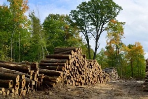 logs in ground