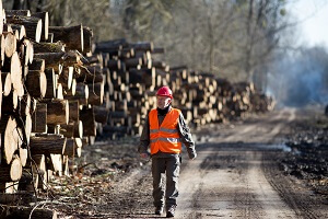 lumber engineer beside tree trunks