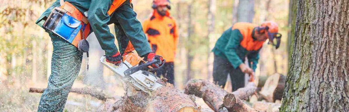 What Are The Key Differences Between Forestry And Logging Insurance?