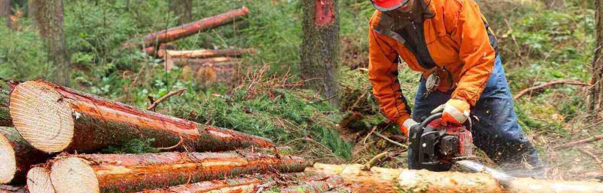 Must-Have Insurance Policies For Forestry Businesses