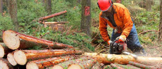 lumberjack working in a forest