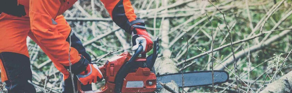 Why Loggers Need Forestry Insurance For Their Business