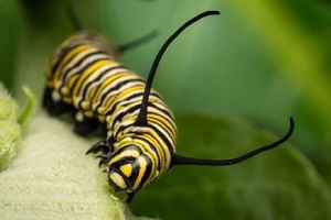 big caterpillar