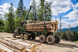 loading logs in truck