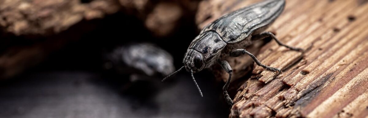 5 Pests & Insects That Could Be Detrimental To Our Forests Future