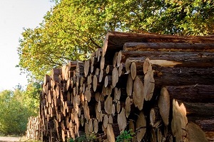 forestry industry stacked logs