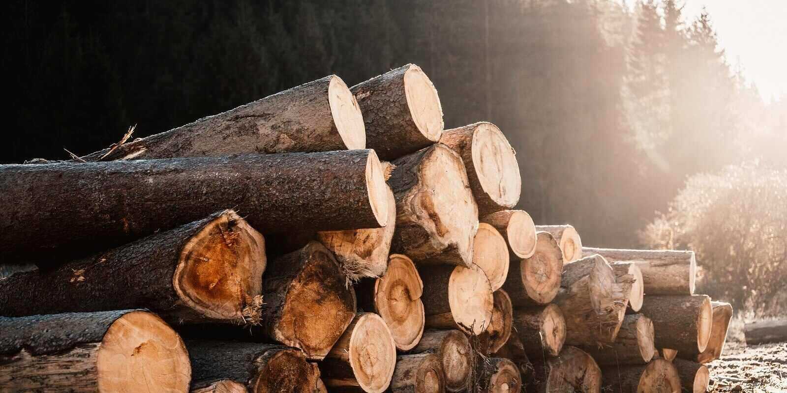 Types Of Businesses Which Require A Logging Or Forestry Insurance