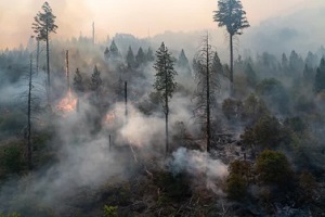 wildfire in forest