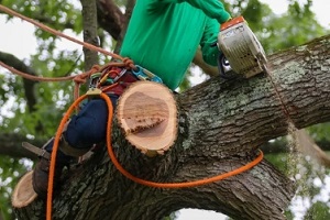 wood worker cutting tree