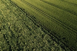 green crop fields