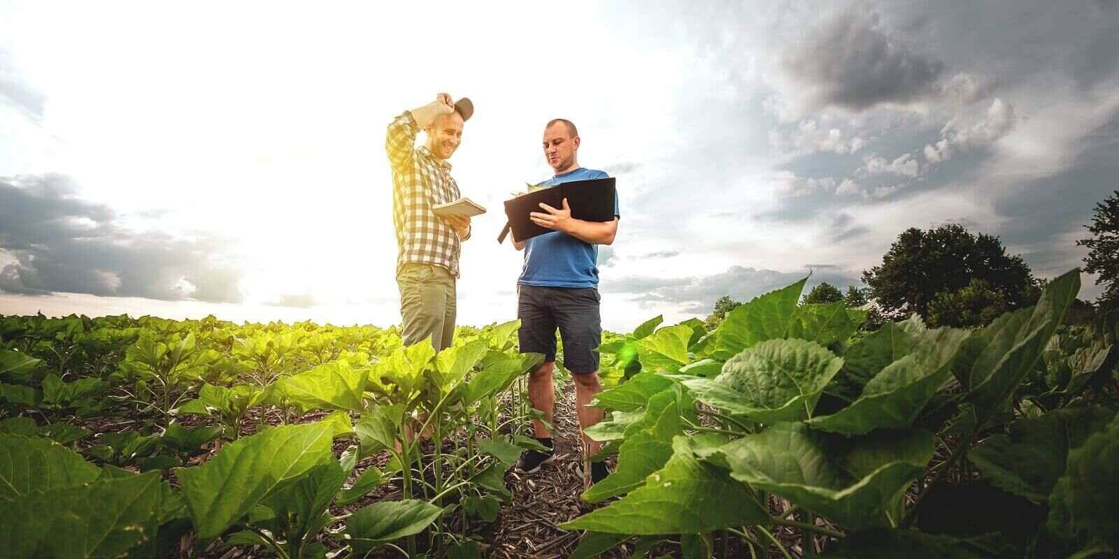 What Crops Are Covered By Crop Insurance? Burton & Company