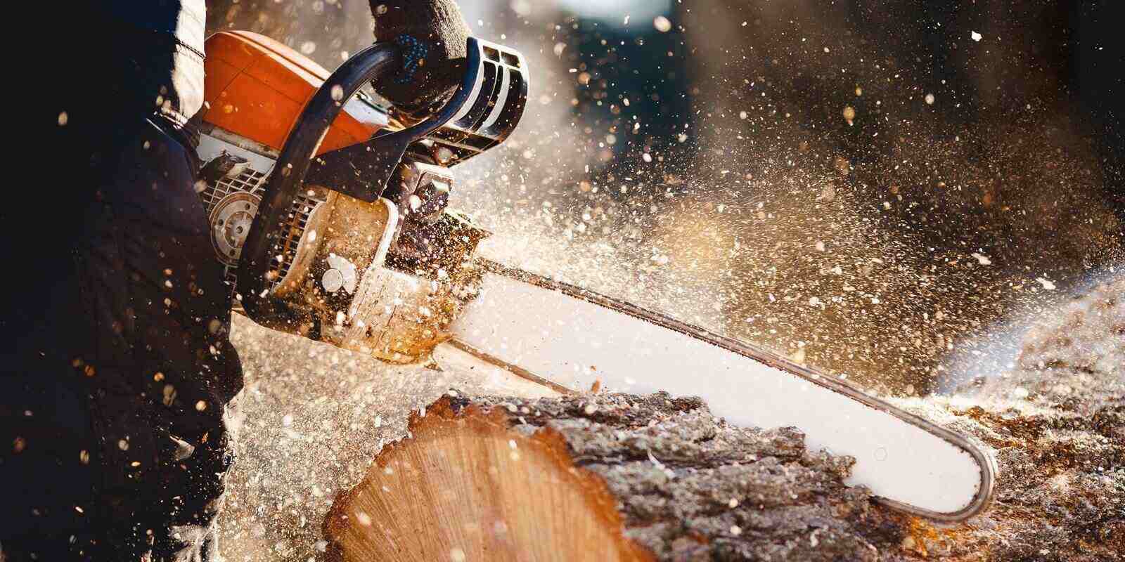 woodcutter saws tree with a chainsaw on sawmill