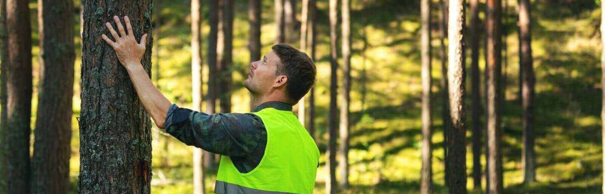 Seasonal Forestry Operations: Adjusting Your Insurance Policy for Off-Peak Months