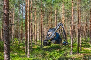 forestry thinning with a harvester in a forest