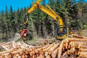 harvester processing pine