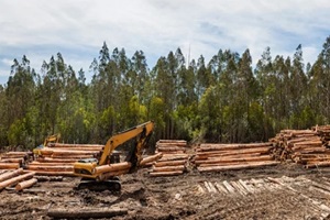 panoramic view of forestry equipment moving timber at a coupe in Victoria Australia