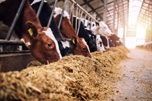 group of cows at cowshed eating hay or fodder on dairy farm