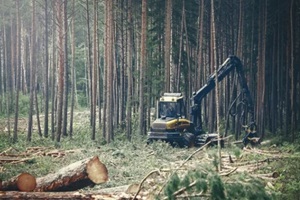 lumber excavator cutting forest trees behind fallen tree trunks