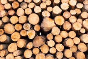 certified sustainable timber from forests managed for reforestation