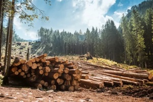 log stacks along the forest road