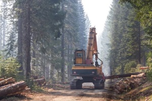 logging in the woods