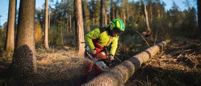 logger man cutting a tree with chainsaw