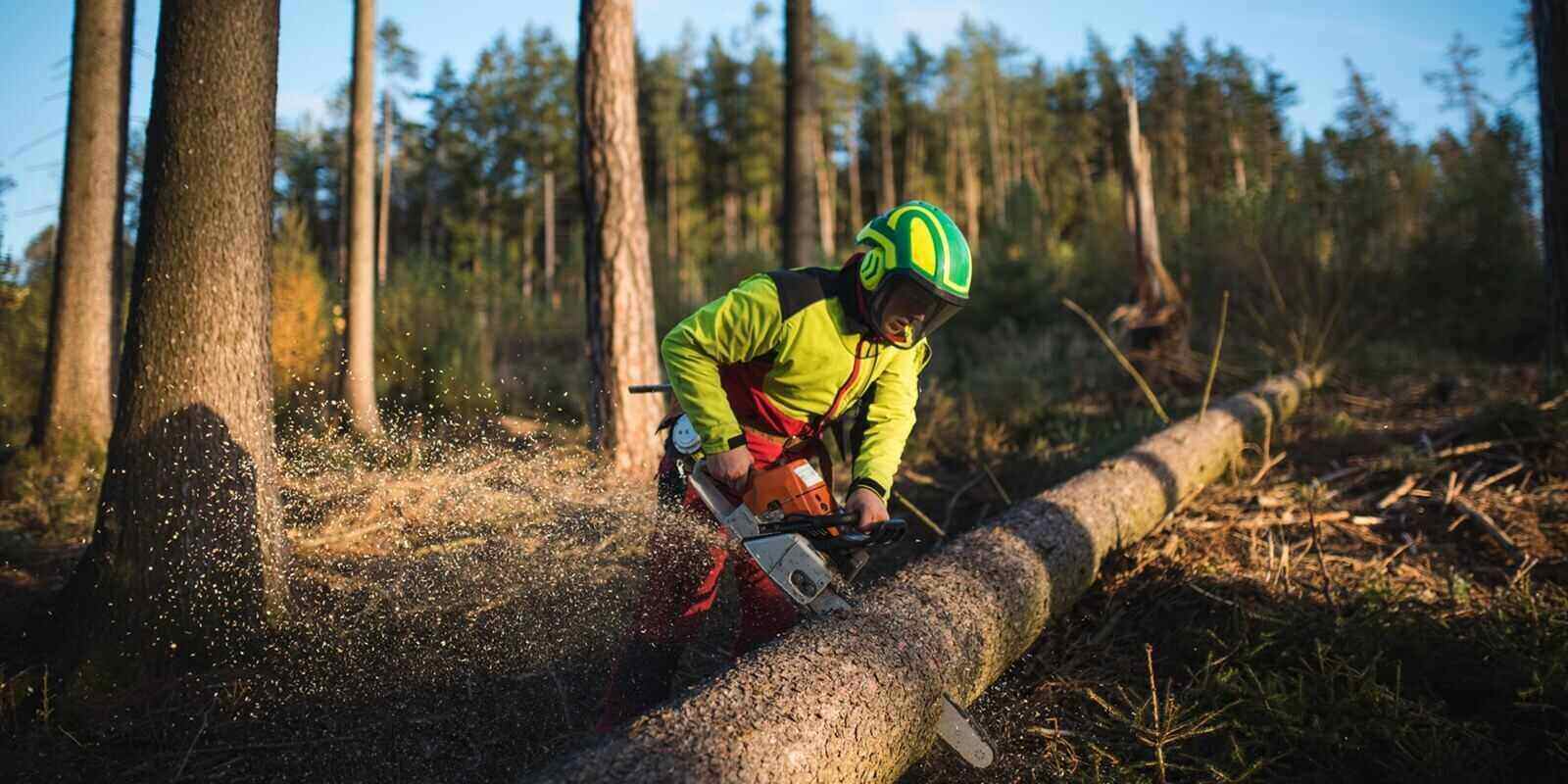 logger man cutting a tree with chainsaw