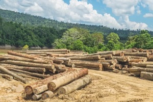 wood logs in an open ground