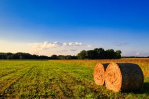 bales of hay - field - harvest - summer - straw - farmland