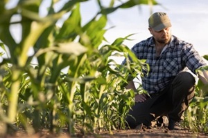 farmer inspecting crops in his fields