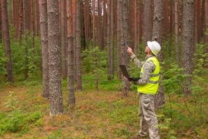 forest engineer works in the forest with a computer