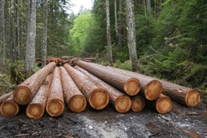 photograph of a forest with neatly arranged logs surrounded by tall trees