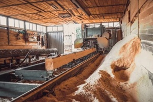 process of machining logs in equipment sawmill machine saw saws the tree trunk on the plank boards