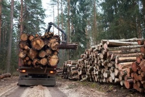 truck carrying big wood logs