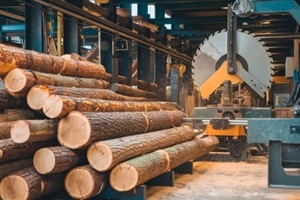 woodlogs in big sawmill