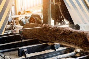 bog wood log in a sawmill