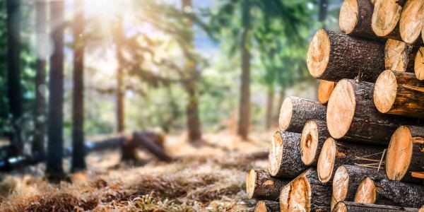 Forest pine and spruce trees. Log trunks pile,  the logging timber wood industry. Wide banner or panorama wooden trunks.