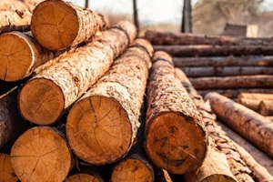 woodlogs in a sawmill