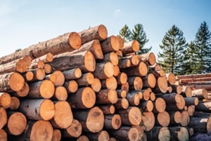 log spruce trunks pile